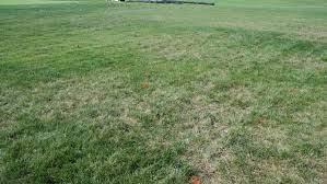 Gray Leaf Spot Disease